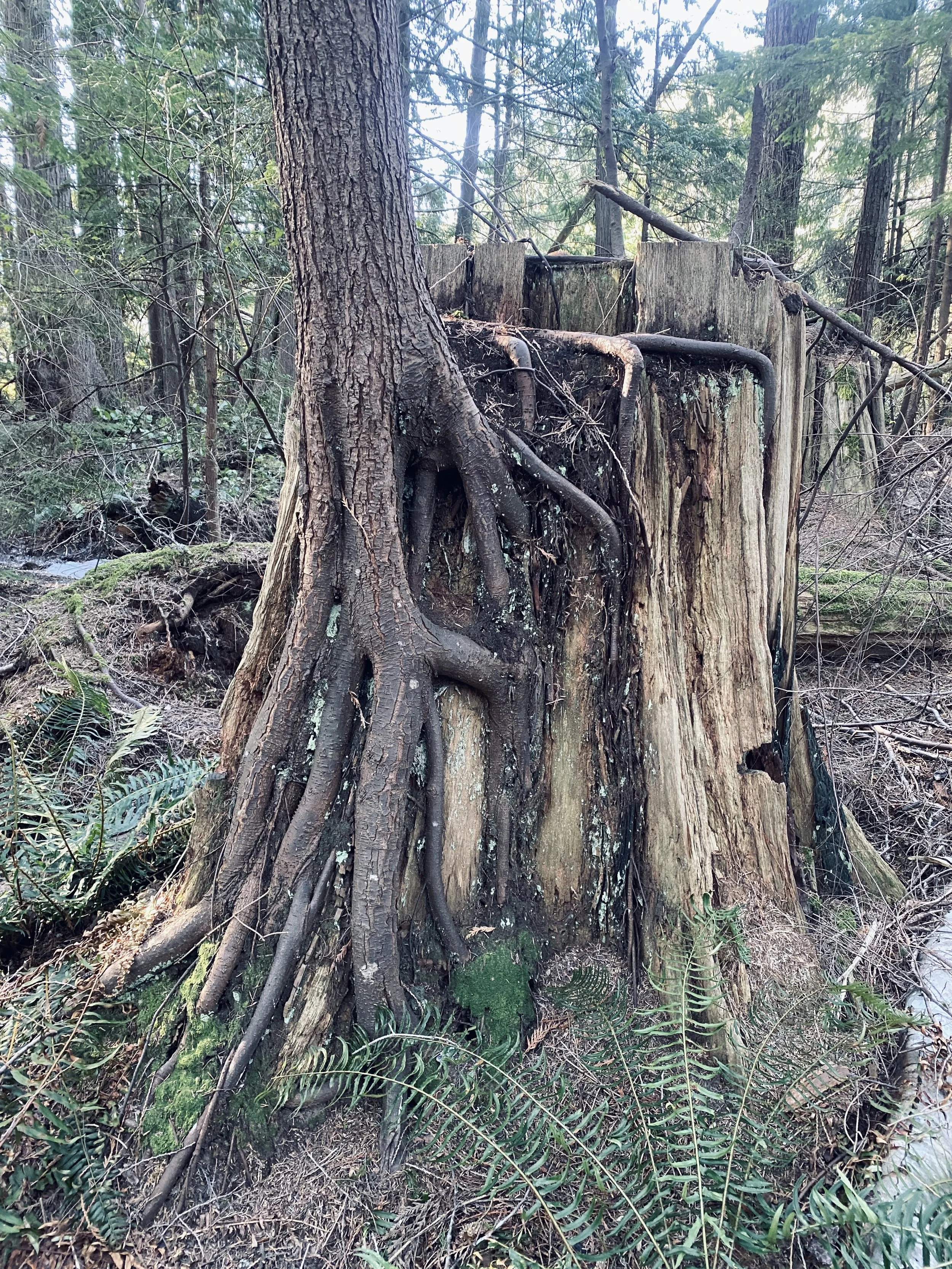 Forest Floor Preview — Kathryn Beals